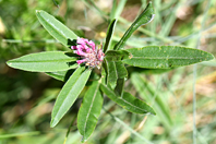 Trifolium alpestre L.